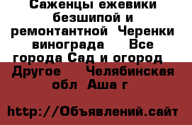 Саженцы ежевики безшипой и ремонтантной. Черенки винограда . - Все города Сад и огород » Другое   . Челябинская обл.,Аша г.